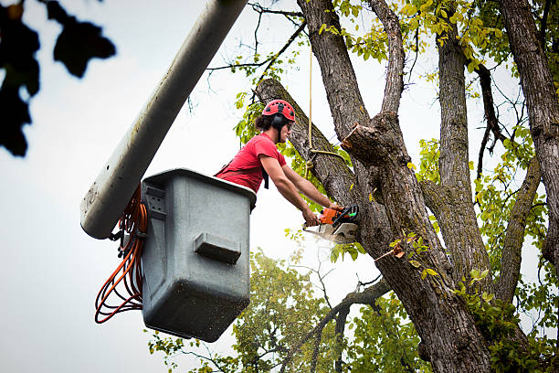 How Our Tree Care Process Works  in  Scottdale, PA